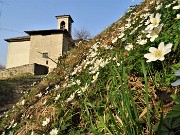 Sentieri fioriti sopra casa ad anello-Zogno-28mar22 - FOTOGALLERY